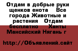 Отдам в добрые руки щенков енота. - Все города Животные и растения » Отдам бесплатно   . Ханты-Мансийский,Нягань г.